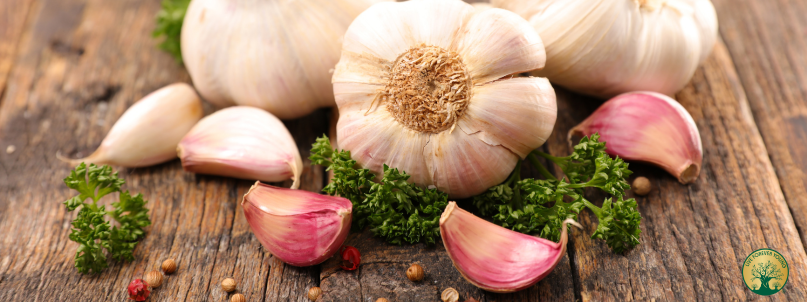 Knoblauch